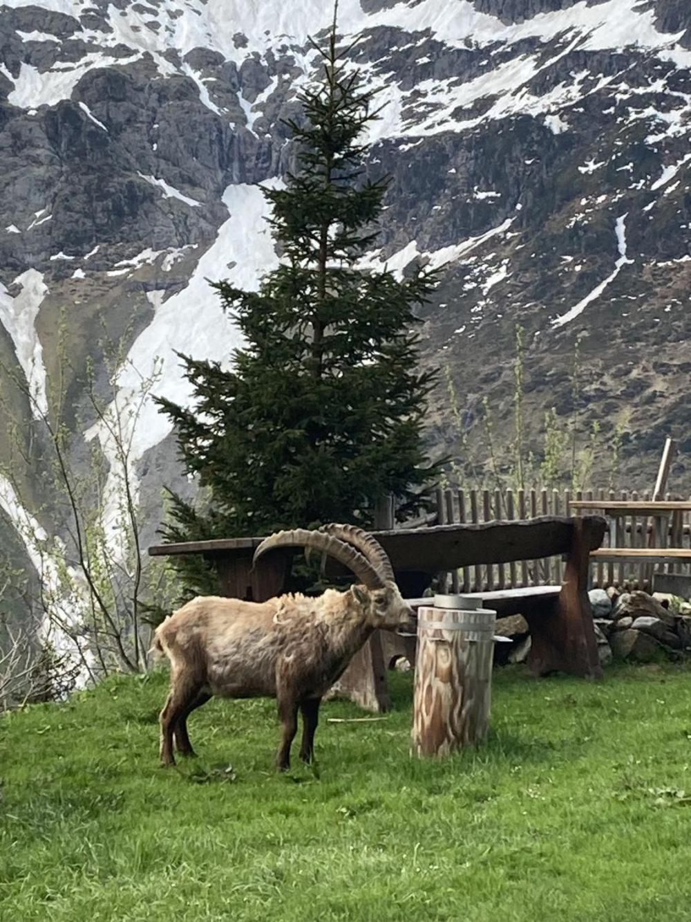 Berggasthaus Tschingelhorn Hotel Stechelberg Luaran gambar